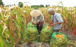 Phấn đấu phát triển theo hướng công nghiệp hoá