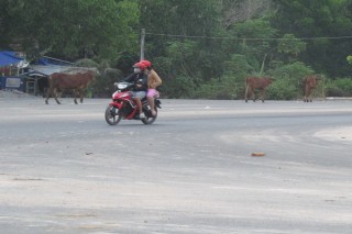 Gia súc thả rong, trách nhiệm của ai ?