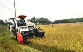 Nông dân Châu Thành trúng lúa vụ lúa Đông Xuân