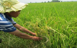 Tích cực khắc phục hậu quả vụ “lúa giống lẫn tạp”