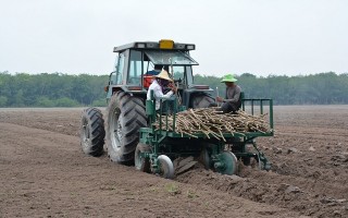 Triển khai dự án cơ giới hóa trồng mì tại Tân Châu