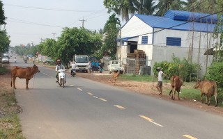 Bò thả rông - hiểm hoạ cho người tham gia giao thông