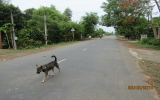 Nuôi chó thả rông, hiểm hoạ khó lường