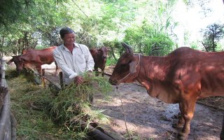 Chăn nuôi bò vàng cần đầu ra ổn định