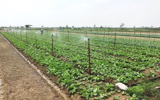 Áp dụng tưới tiên tiến, tiết kiệm nước: Gia tăng giá trị nông nghiệp