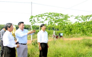 Chủ tịch HĐND tỉnh khảo sát vườn cây xoài Úc xen chanh dây tím Đài Loan của Tỉnh đoàn Tây Ninh
