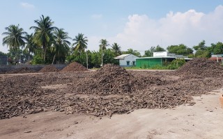 Tăng cường quản lý chất lượng, đo lường đối với củ mì tươi