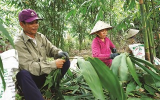 Hơn 40 năm gắn bó với nghề bán lá tre