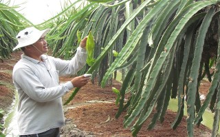 Hỗ trợ nông dân đăng ký tham gia chuỗi giá trị cung ứng sản phẩm cho nhà máy Tanifood