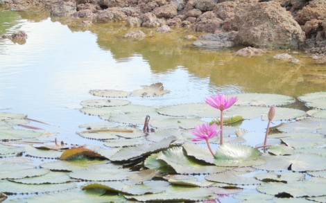 Mong manh hoa súng