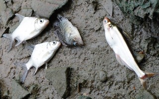 Cá lại chết dưới rạch Tây Ninh