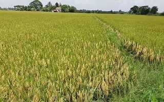 Tập trung sản xuất giống lúa OM 5451