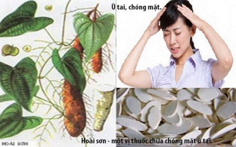 Bài thuốc chữa chóng mặt ù tai