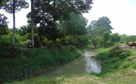 Suối trong lòng phố