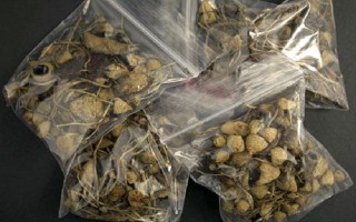 'Nấm ảo giác' chứa tiền chất ma túy xuất hiện tại Việt Nam