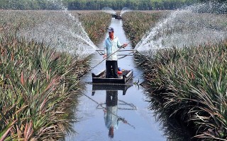Phước Ninh: Định hướng phát triển nông nghiệp bền vững trên địa bàn xã