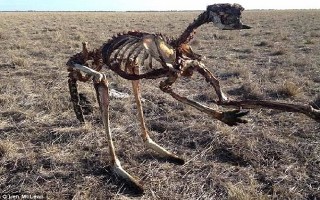Hạn hán tàn khốc ở Australia, kangaroo chết khô xương