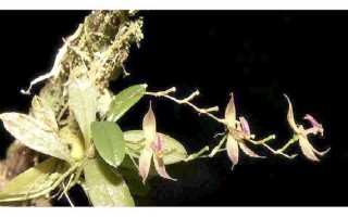 Loài phong lan mới tại rừng nhiệt đới Peru
