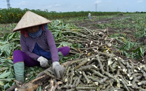 Nghiêm cấm mua bán, trồng giống mì HLS11