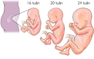 Kích thước và cân nặng thai nhi 24 tuần chỉ bằng thai nhi 22-23 tuần