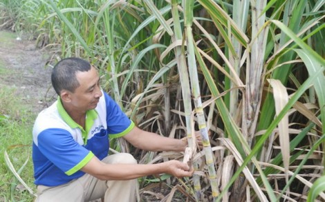 Cựu chiến binh sản xuất giỏi