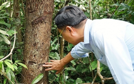 Muôn kiểu phá rừng