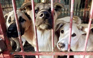 Ngành công nghiệp thịt chó Hàn Quốc lao đao trước sự tẩy chay của giới trẻ