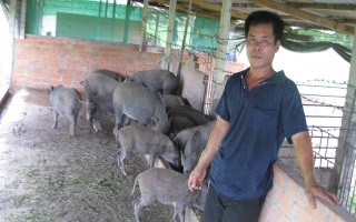 Một nông dân ở Tân Biên áp dụng mô hình nuôi heo rừng mang lại hiệu quả kinh tế cao