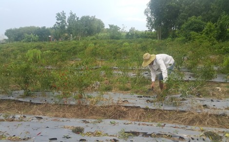 Ớt rớt giá, nông dân Châu Thành đành chặt bỏ cây