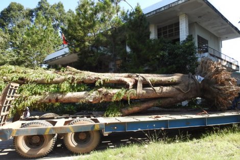 Đã tìm được cây giáng hương bị “đào trộm” trong rừng phòng hộ Dầu Tiếng