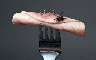 Điều gì xảy ra khi ruồi đậu vào thức ăn của bạn