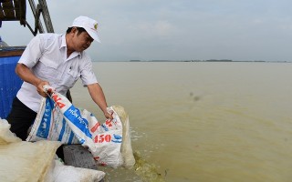 Tiếp tục thả 750.000 con cá giống vào hồ Dầu Tiếng
