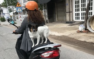 Dắt, chở “thú cưng” dạo phố cần tuân thủ pháp luật