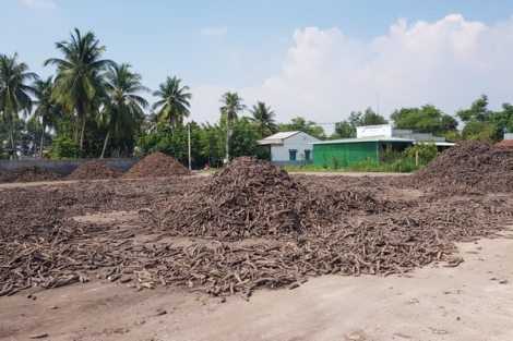 Nông dân kêu thiệt, nhà máy bảo tại thương lái