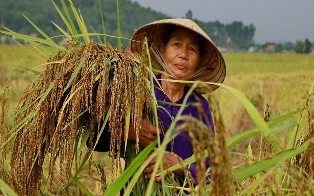 "Kỳ lạ" loại lúa chín không ngả vàng, bán cao gấp 3 lần lúa thường