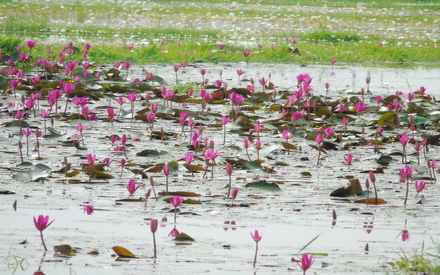 Mùa hoa súng đồng bưng