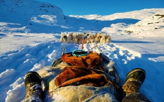 Cuộc đi săn hải cẩu bằng xe chó kéo với dân bản địa Greenland