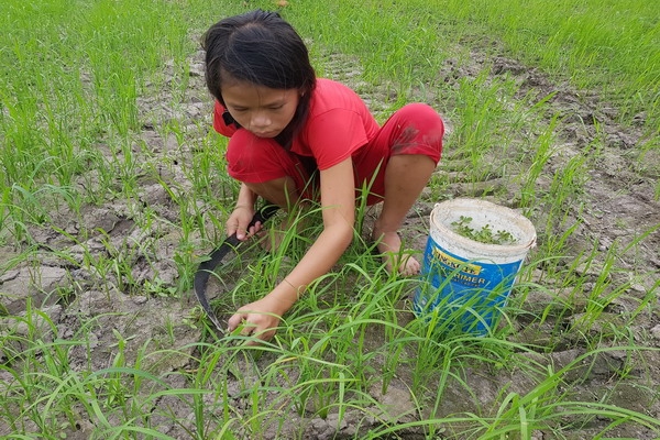 Mùa hái rau đắng