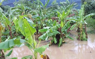 Nhiều diện tích lúa, cây trồng, khu dân cư ở Tây Ninh bị ngập sau cơn bão số 9