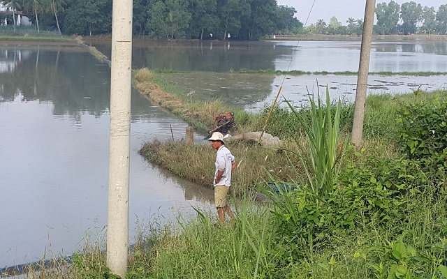 Sau bão, hàng trăm hecta lúa mới gieo ở Châu Thành, Bến Cầu ngập trong nước