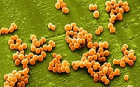 42% số vụ ngộ độc thực phẩm do vi sinh vật là vi khuẩn tụ cầu vàng