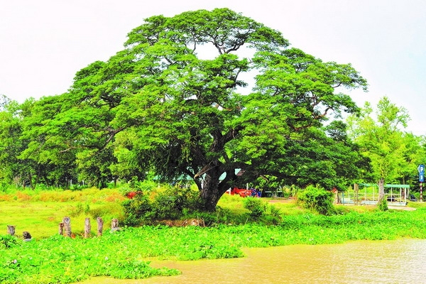 Lênh đênh sóng nước sông Vàm