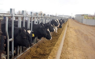 Bến Cầu: Triển khai dự án chăn nuôi bò sữa nông hộ giai đoạn 2018 -2020