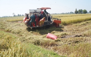 Cần nâng cao giá trị lúa gạo của tỉnh