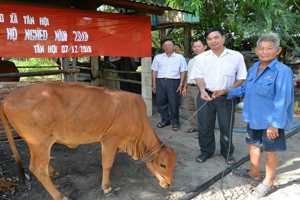 Hội Chữ thập đỏ Tân Châu trao bò sinh sản cho hội viên nghèo