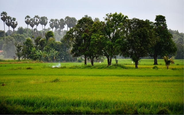 Nhớ ruộng