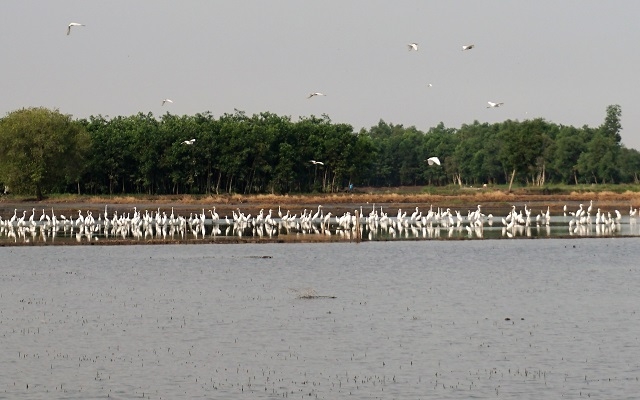 Đất lành, cò đậu