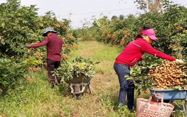 Người trồng nhãn lao đao