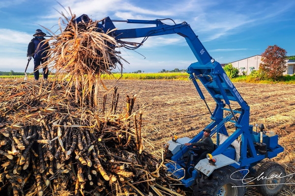 Cây mía trong phát triển chuỗi giá trị và ngành nông nghiệp tỉnh Tây Ninh