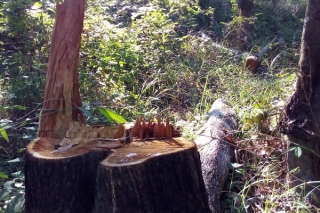 Rừng phòng hộ Dầu Tiếng lại mất thêm nhiều cây rừng trồng